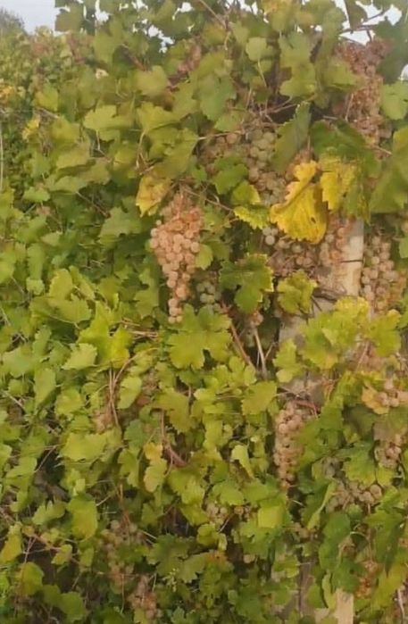 Struguri de vin feteasca regala