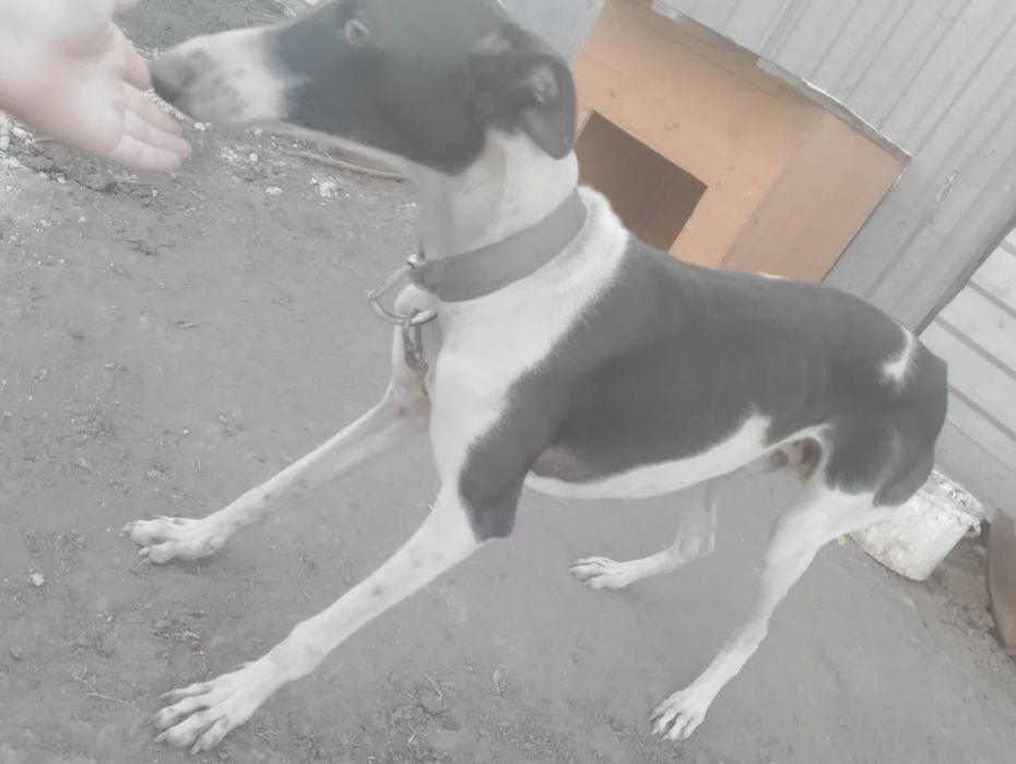 Грейхаунд продаю