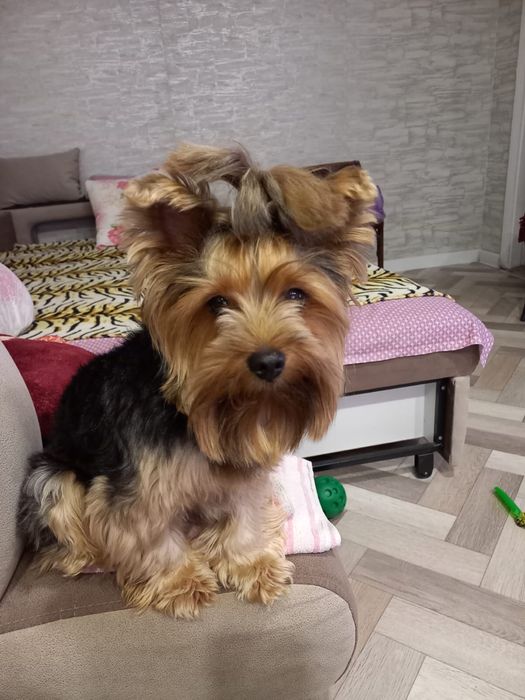 Вязка. Йорк мальчик