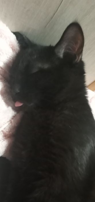 Mushuk 7 oylik mehribon qolarga topshiriladi.