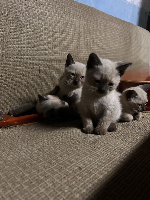 Сиамские котятки