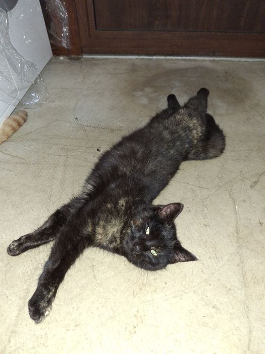 Подарявам две котки женски на 5 месеца.