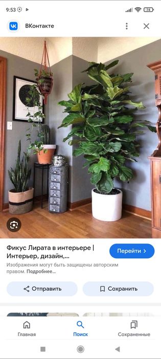 Фикус лирата комнатное растения