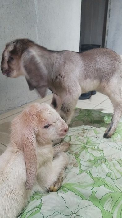 Козлики пароды битал