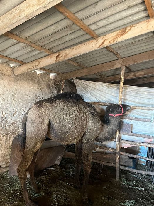 Түйе сатылады еркек