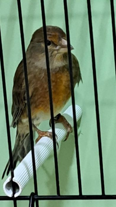 Vând Hibrizi Arlechin - Masculi Excepționali (11 luni & 1 an)