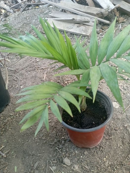 Продается цветок хамедорея.
