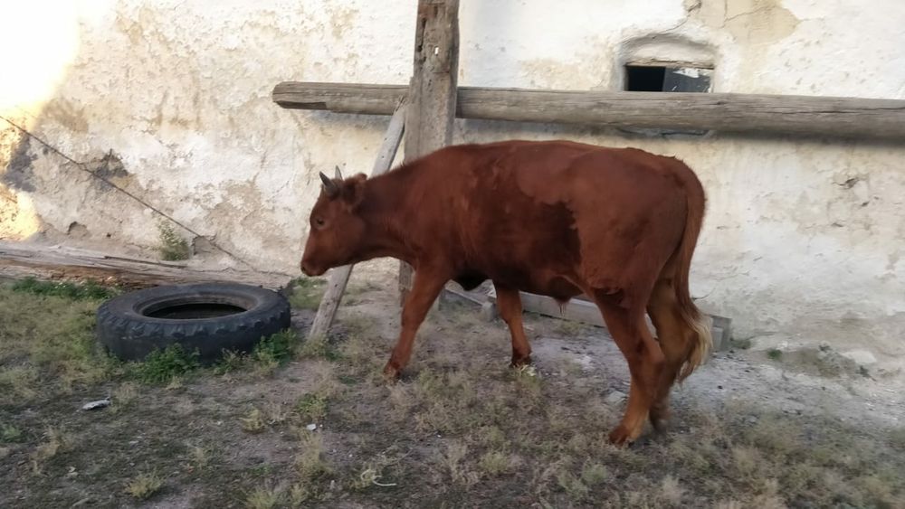 Семіз тай өгіз сатылады