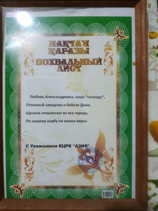 Щенки померанского шпица продаются