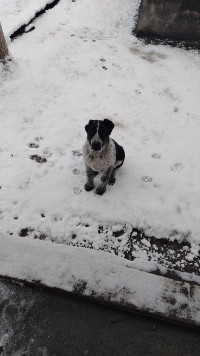 Alabay kuchuk sotiladi