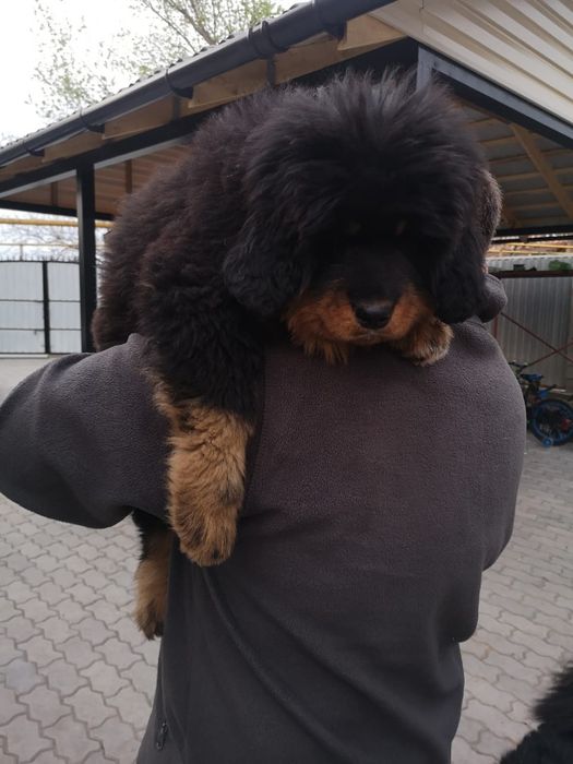 Щенки Тибетского Мастифа.