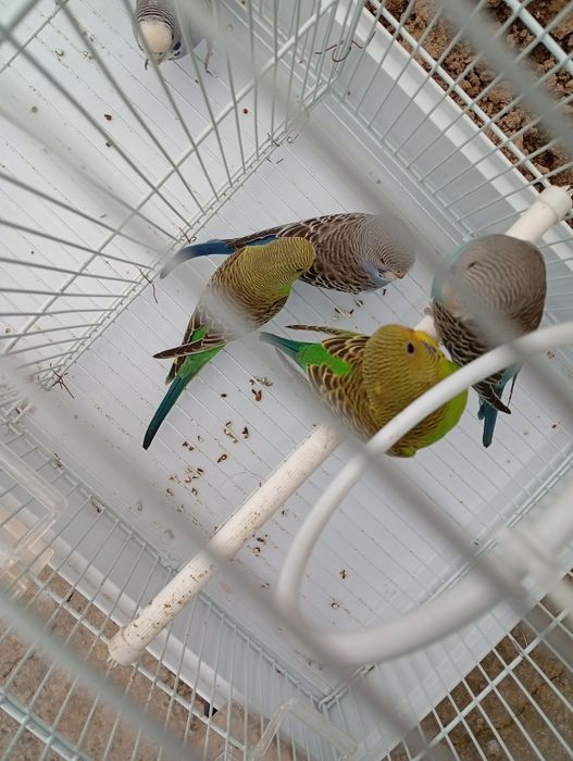 Toti qushlar sotiladi