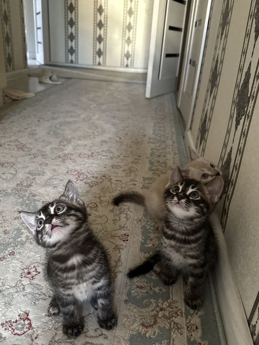 Бенгальские котята