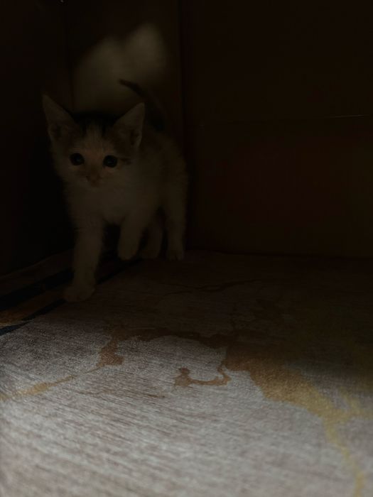 Отдам котят в хорошие руки