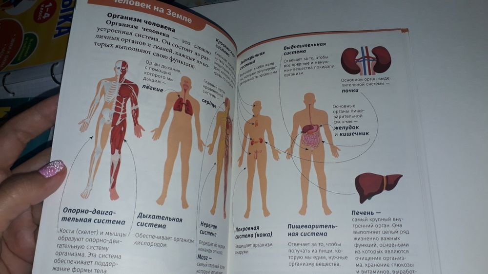 Окружающий мир 1-4 класс