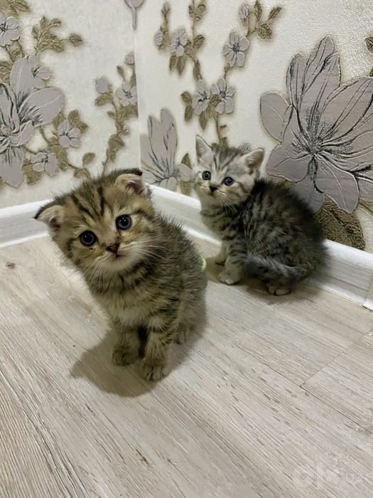 продаются котята 1,5месяцев