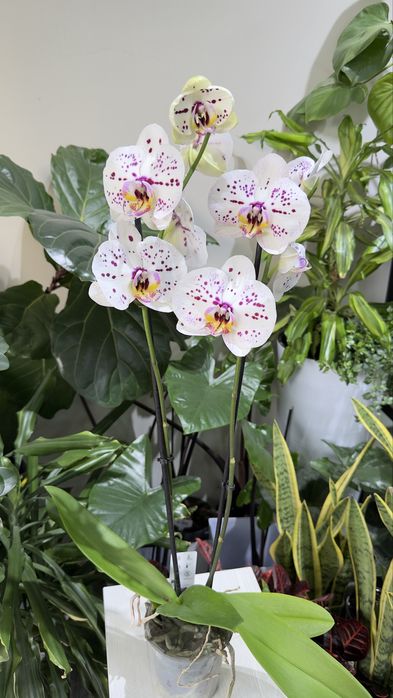 Цветущие орхидеи на любой вкус