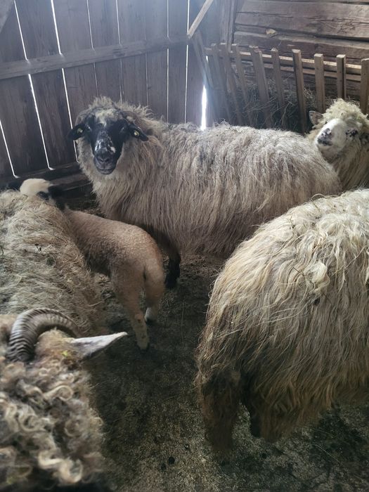 Oi de vanzare din Suceava