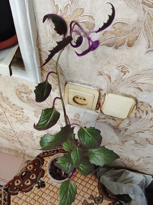 Продам комнатные растения