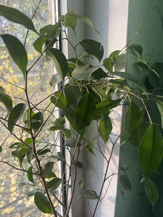 Фикус 50 см высотой