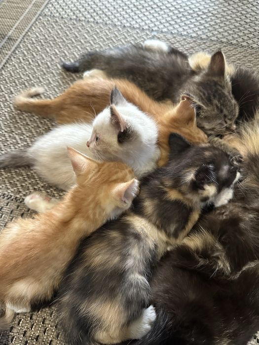 Котята в добрые руки