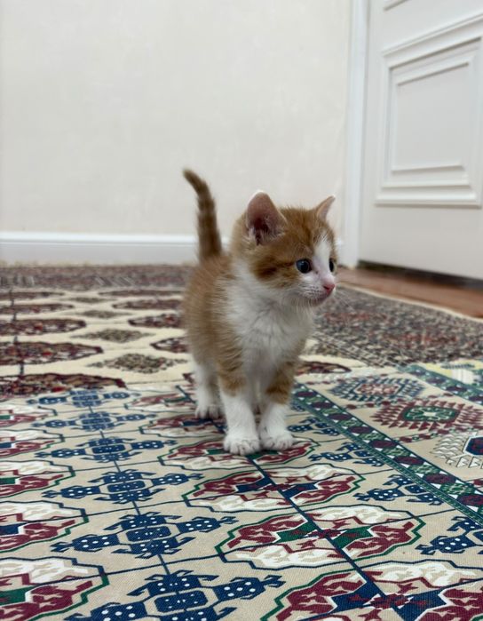 Кот 1,5 месяца, мальчик. Бесплатно