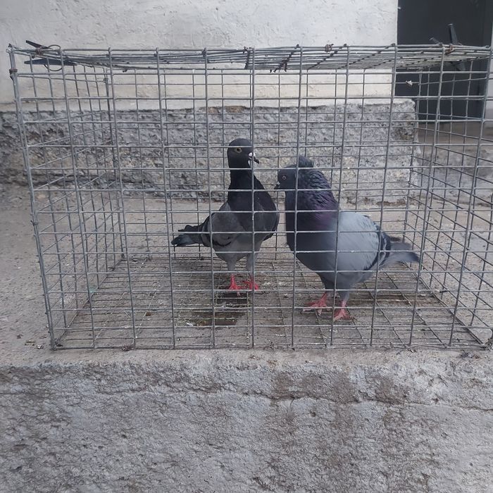 Челкар сизи бакинцы лет с игрой