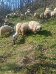 Oi capre românești