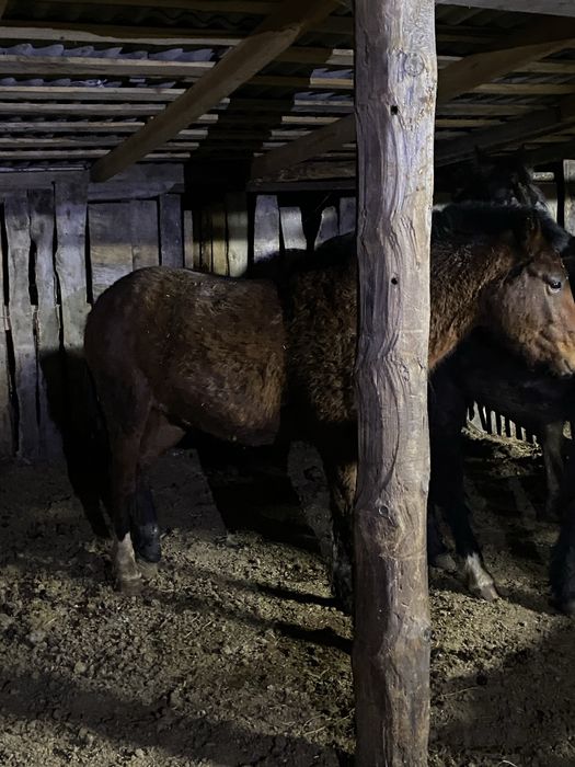 Готовые лошади с откорма