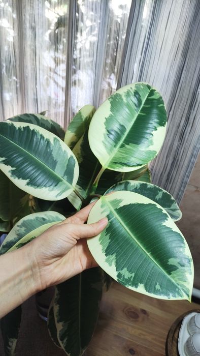 Продам черенки фикуса эластика