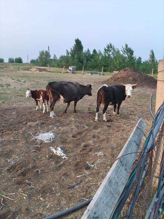 Продам двух коров и подсосного телёнка
