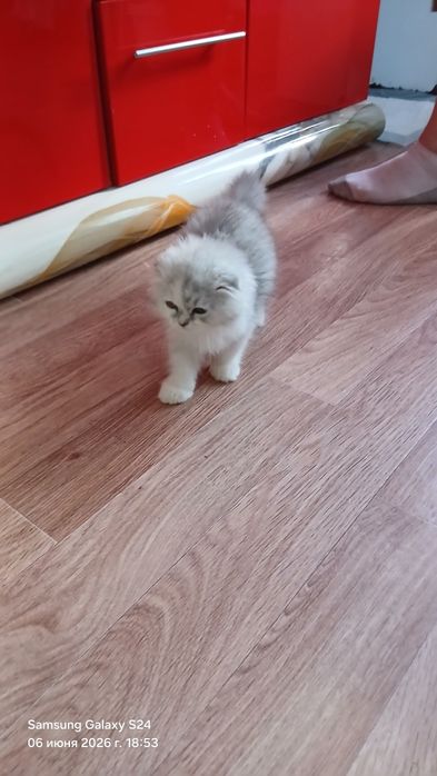 Вислоухая девочка