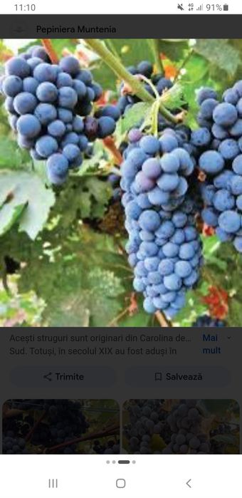 Vând struguri de vin