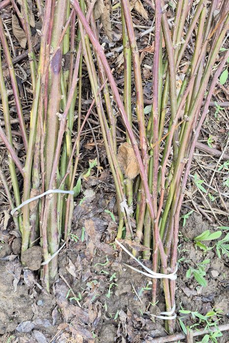 Көшет (Саженцы) Малины, Ежевика.( Ежемалина) Крупный сорт.