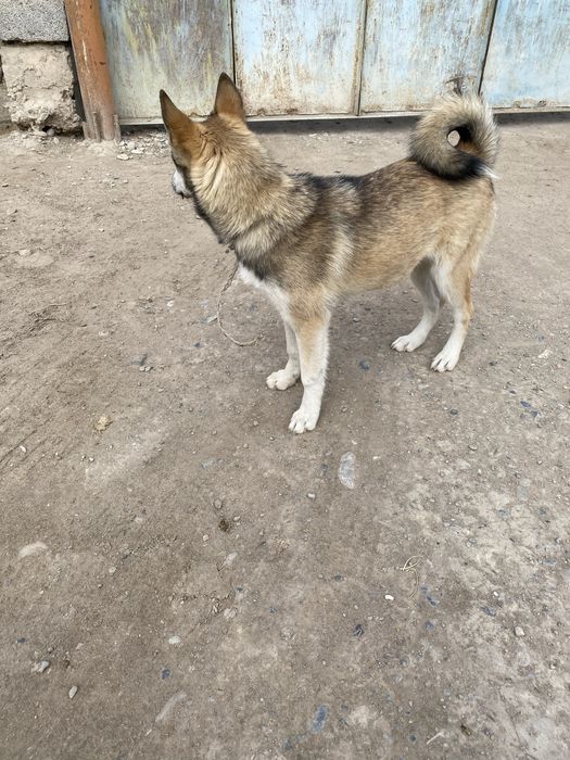 Лайка сыңарымен сатылады