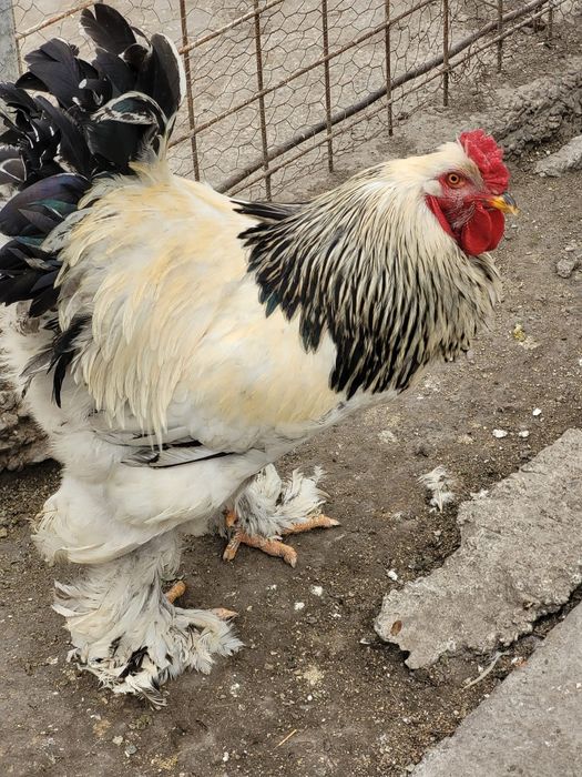 Oua pentru incubat rasa Brahma herminat deschis