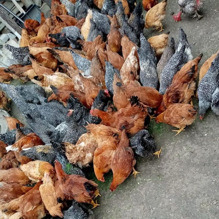 Pui rasa mixta, transport gratuit