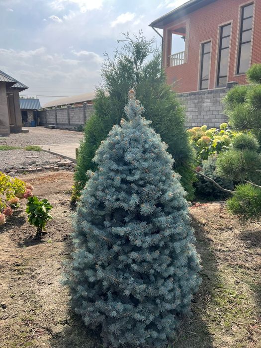 Продам елки, туи , цветы