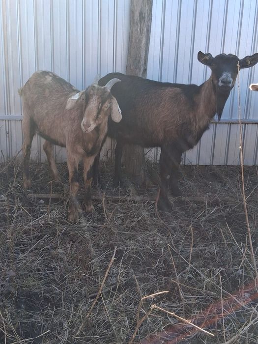 Vând două caprite