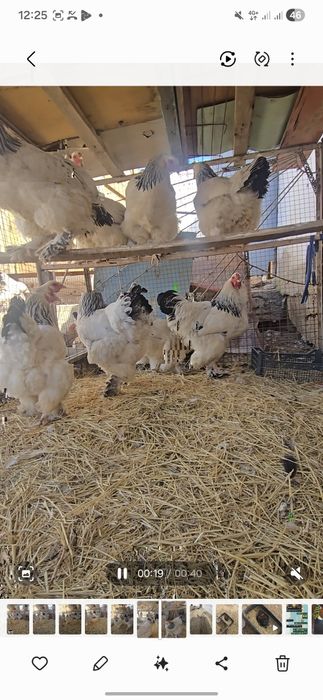 Брама мекен қораз