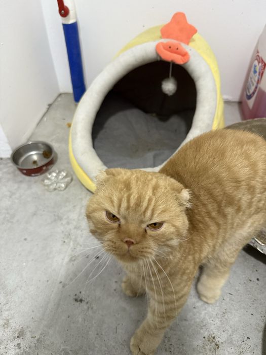 Скоттиш фолд. Шотландский вислоухий кот. Поспортга эга