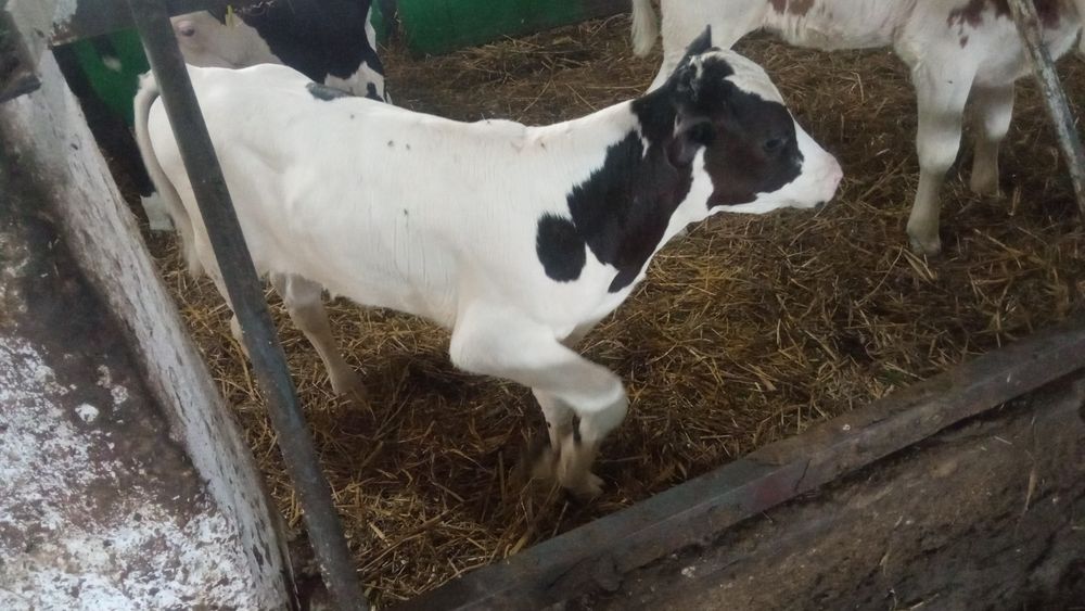 Продам телят 3 бычка