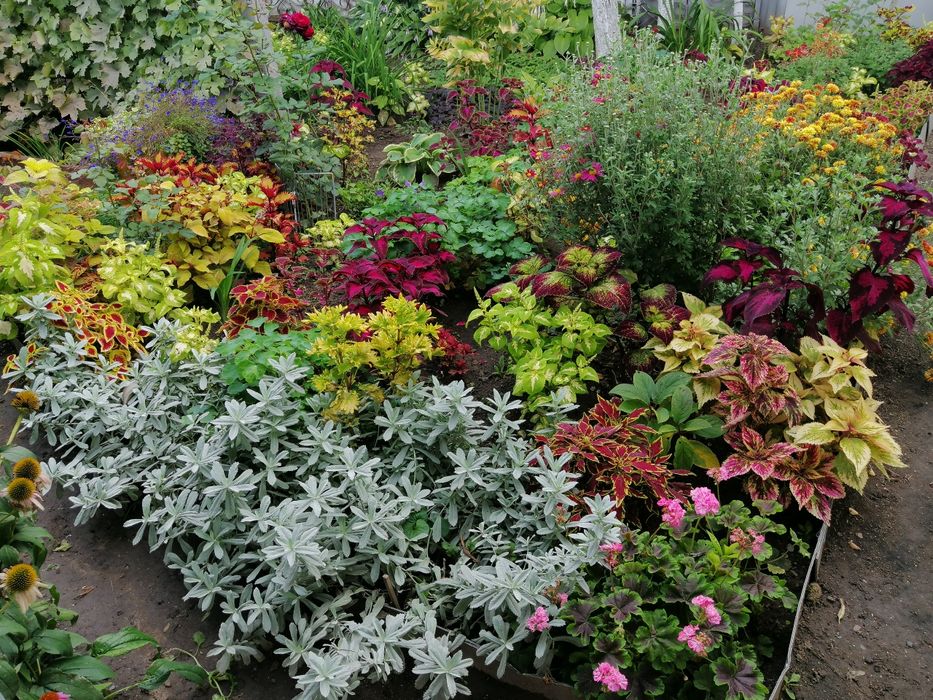 Колеус, крапивка/комнатные растения