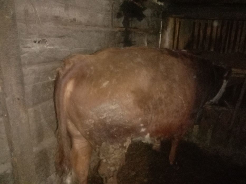 Продам быка один год