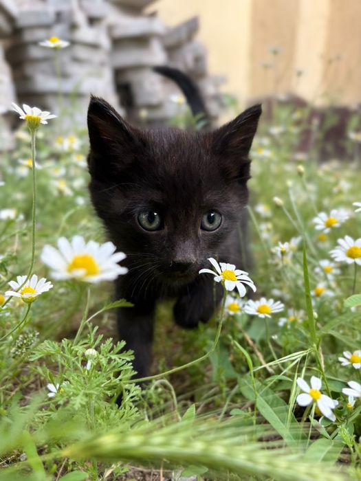 Отдам котят в добрые руки