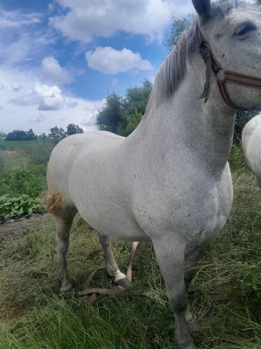 Iapa  de vânzare