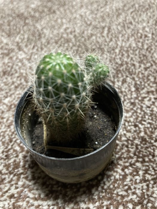 Фикусы, вьюны, молочаи, кактусы