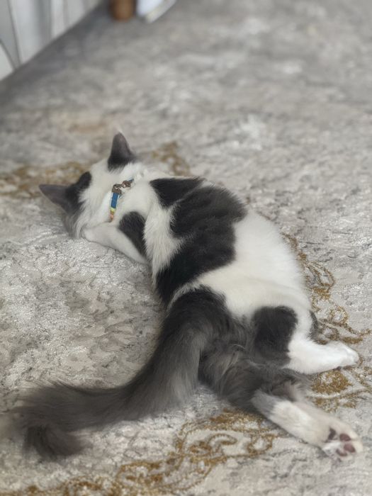 Котята  1 месячный домашние отдам даром изза переезжа