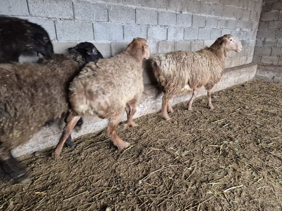 Кошкар қошқар қой кой