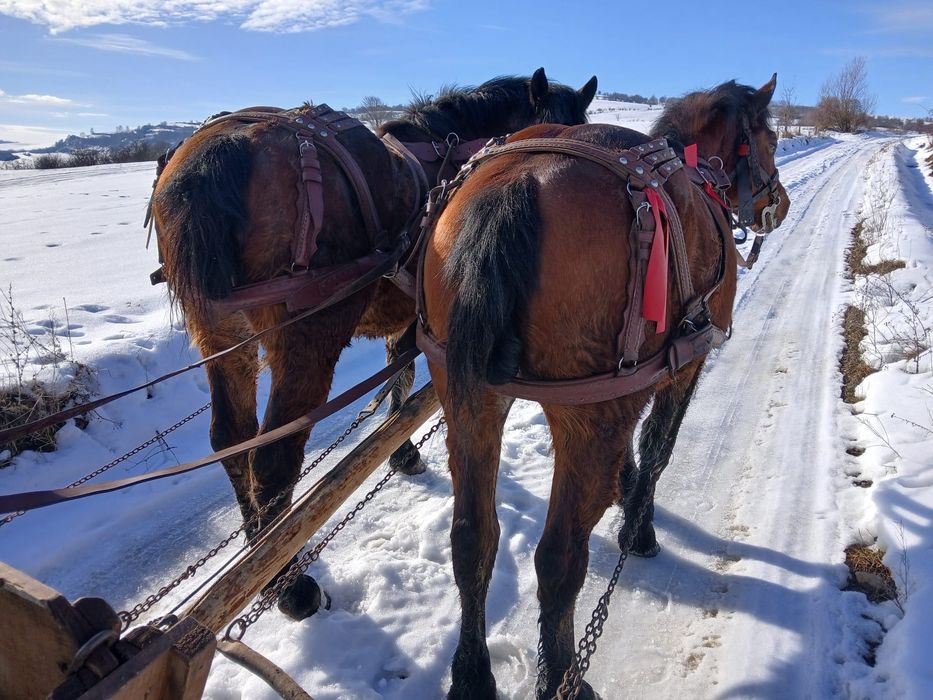 Vând o pereche de cai murg